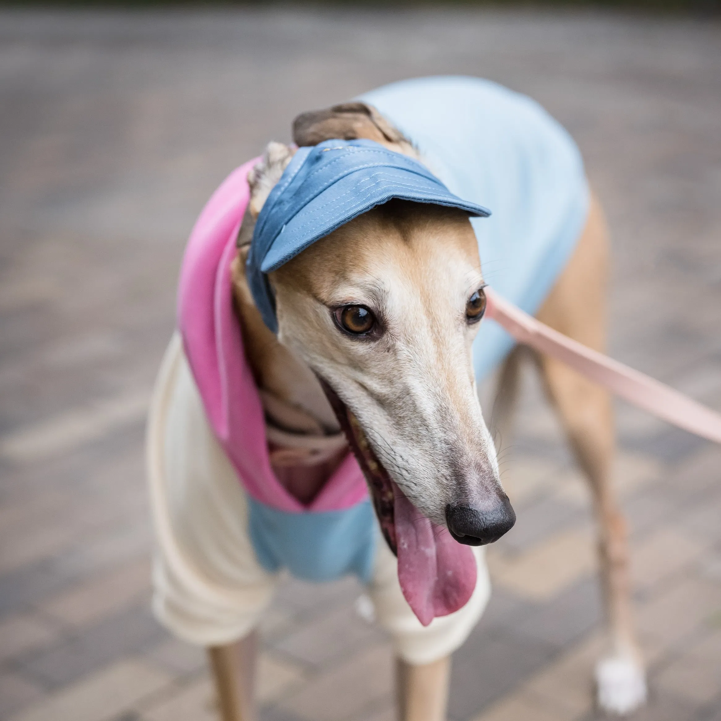 Dog Hat