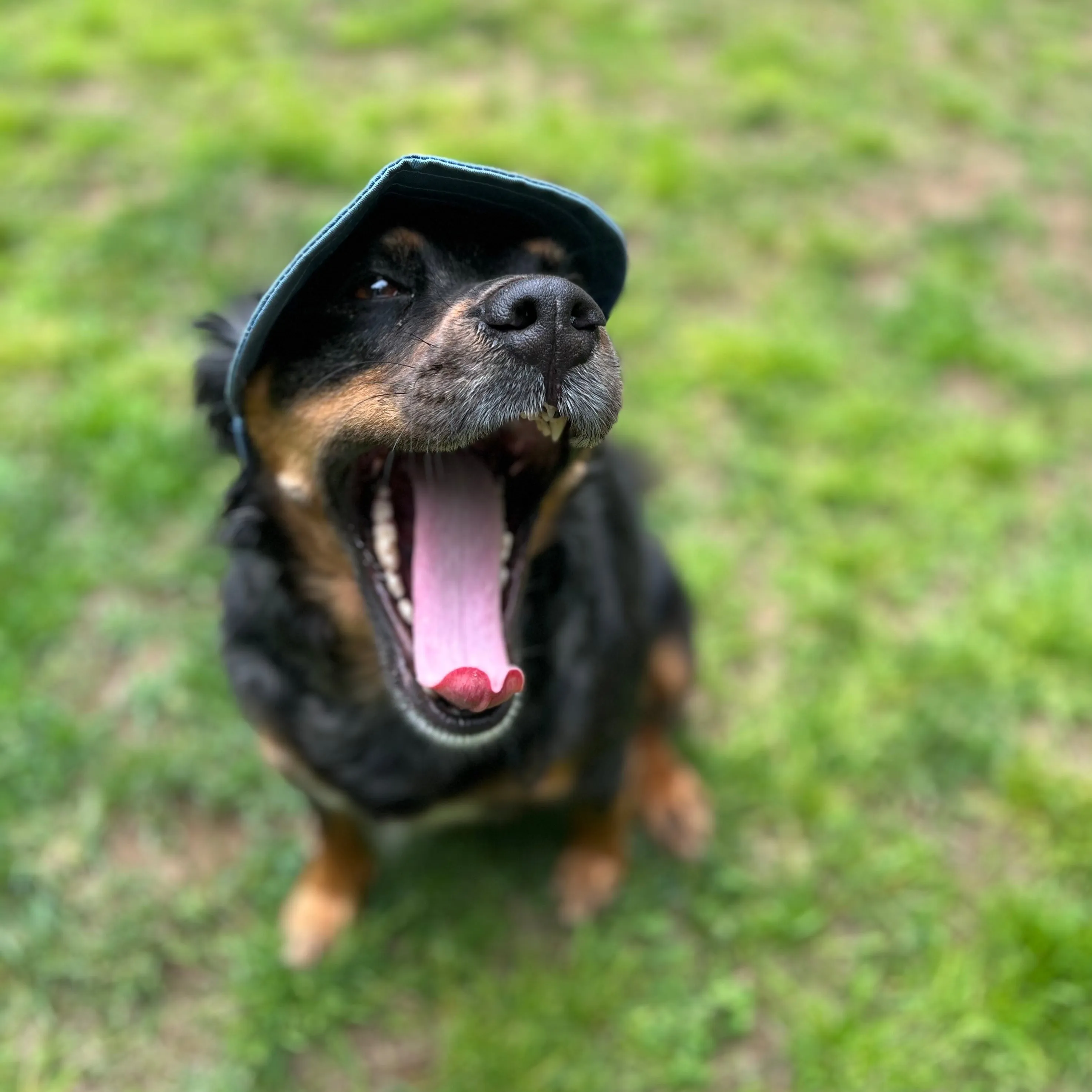 Dog Hat