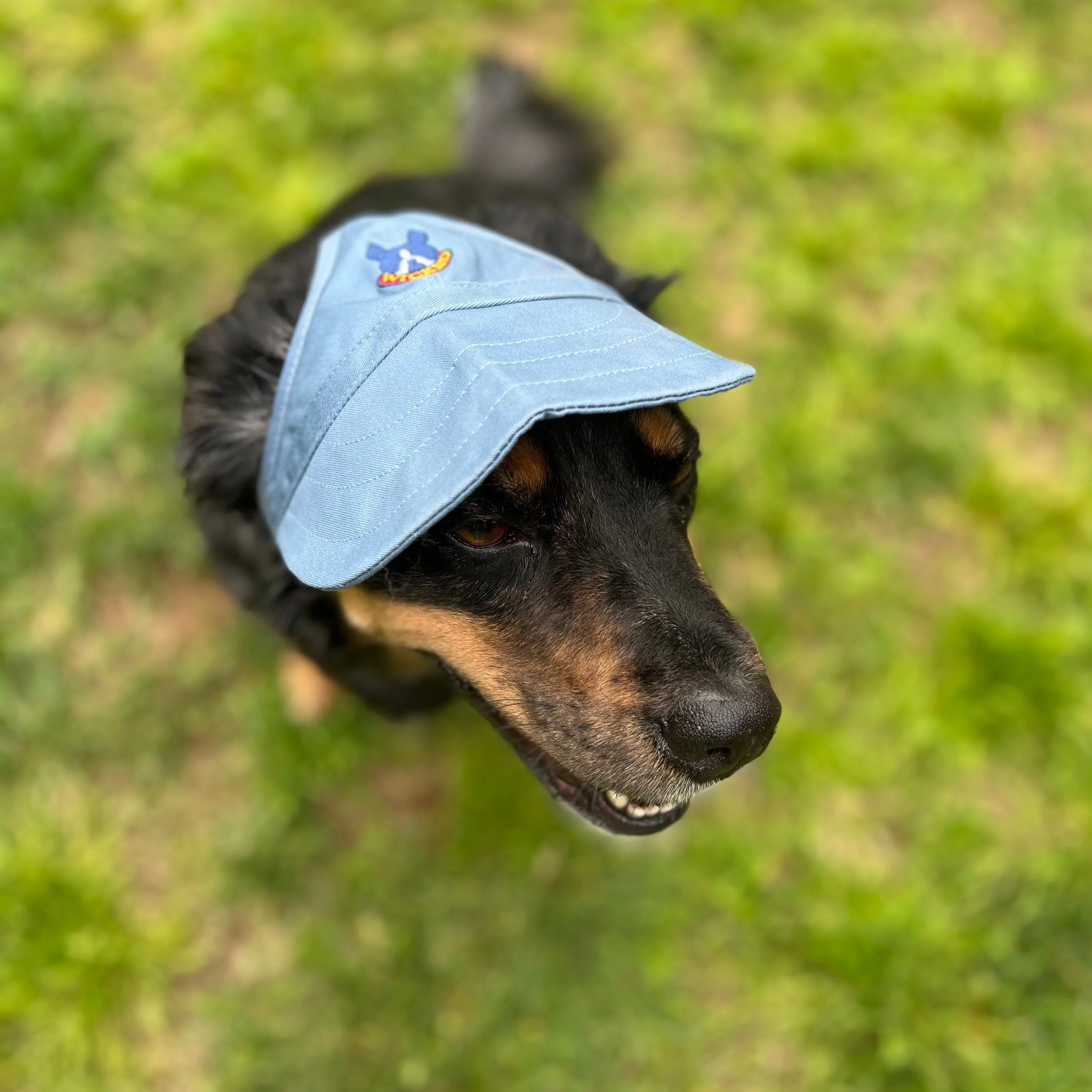 Dog Hat