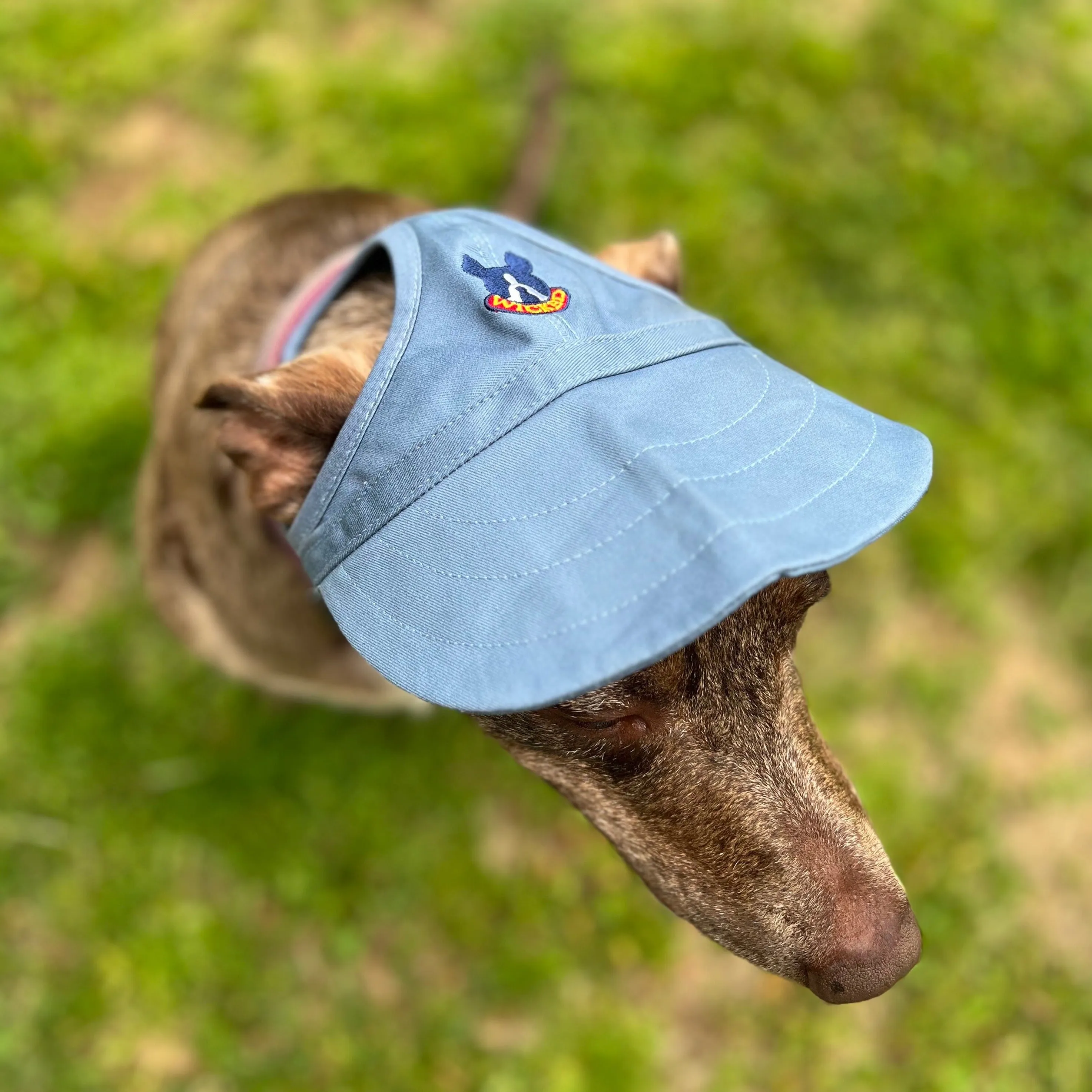 Dog Hat