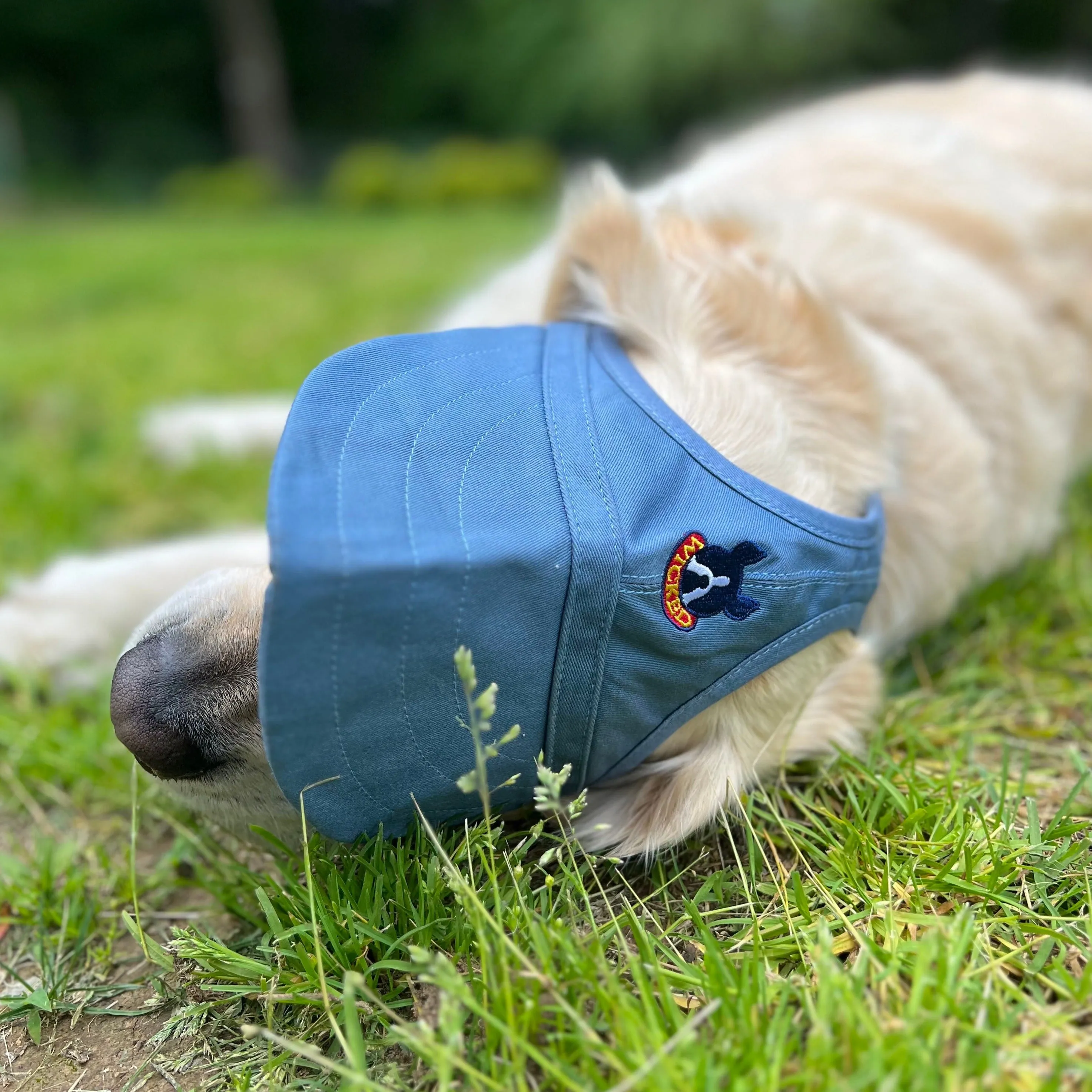 Dog Hat