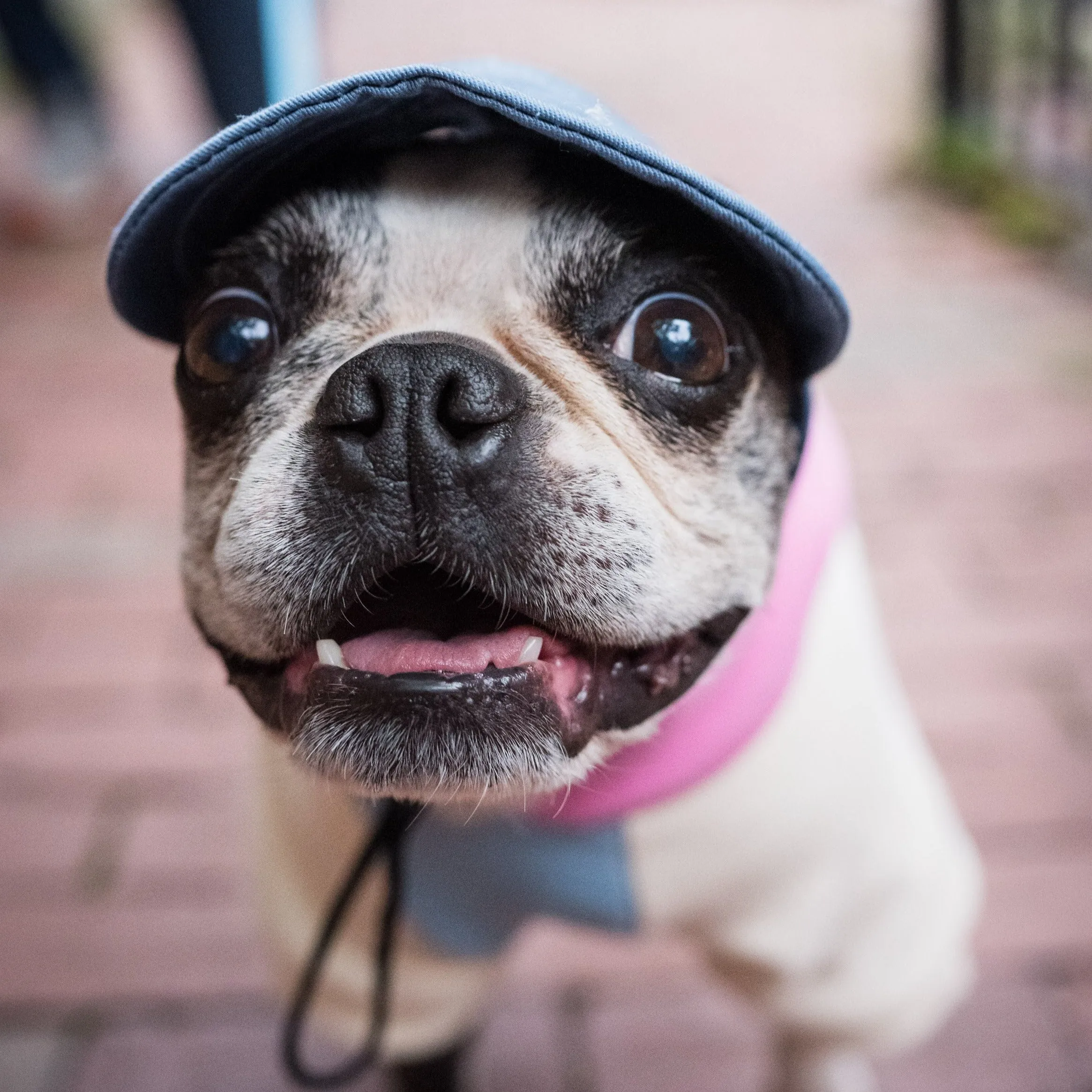 Dog Hat