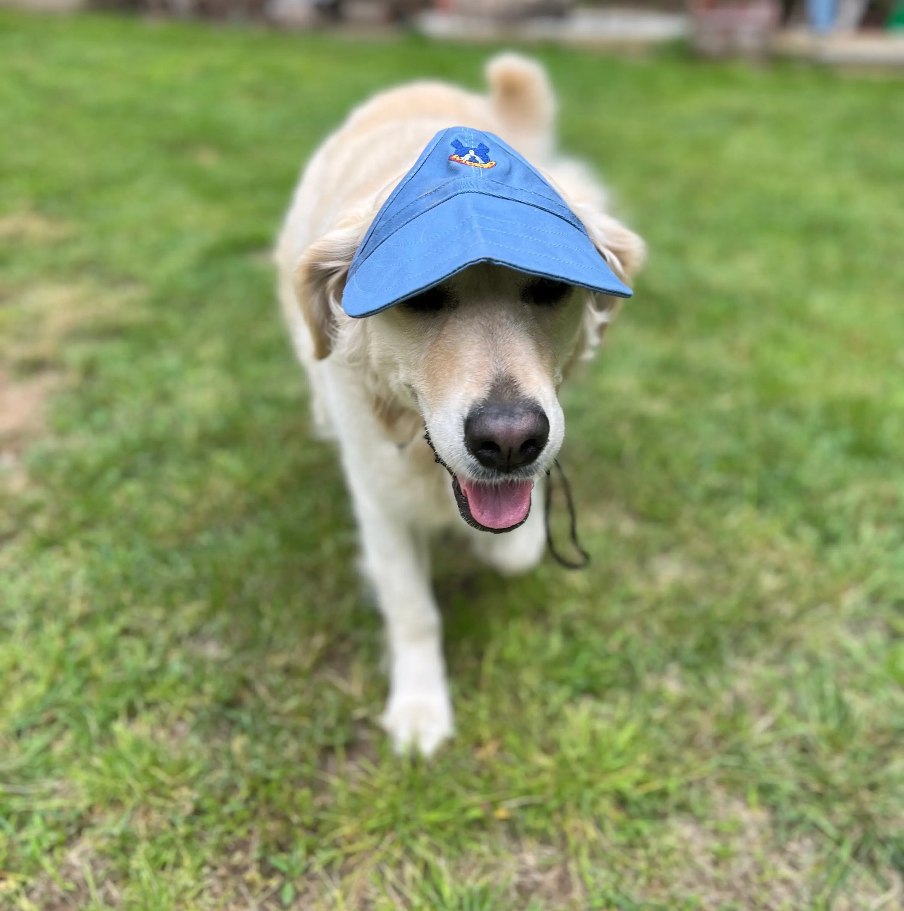 Dog Hat