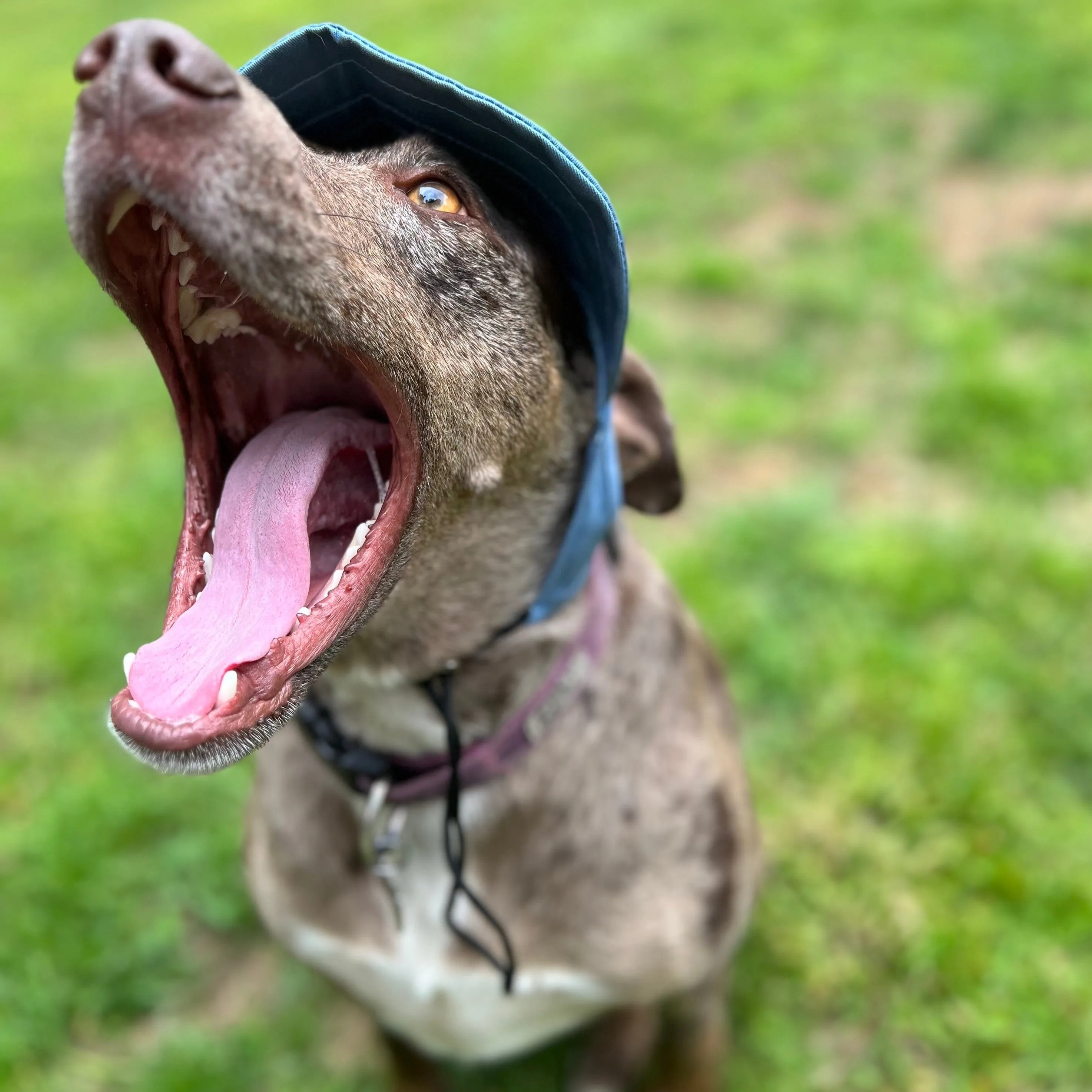 Dog Hat